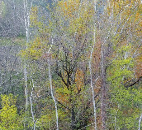 08 FREGONA - APRILE 2015